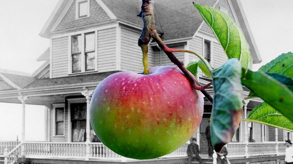 Stewart-farm-apple-day