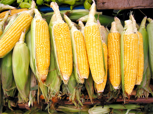 things-to-do-vancouver-food-tour-corn-festival-farmers-market